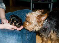 Abby meets Pixie for the first time when Pixie was 4 weeks old. She was so small she could fit in one hand.
