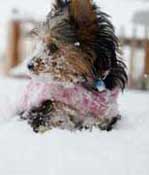 Abby's first snow. It's pretty cute when a puppy is up to her chest in 3 inches of snow.